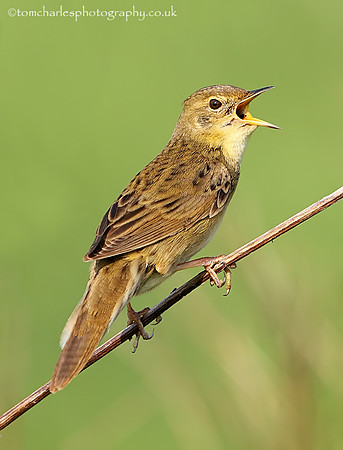 Grasshopper Warbler