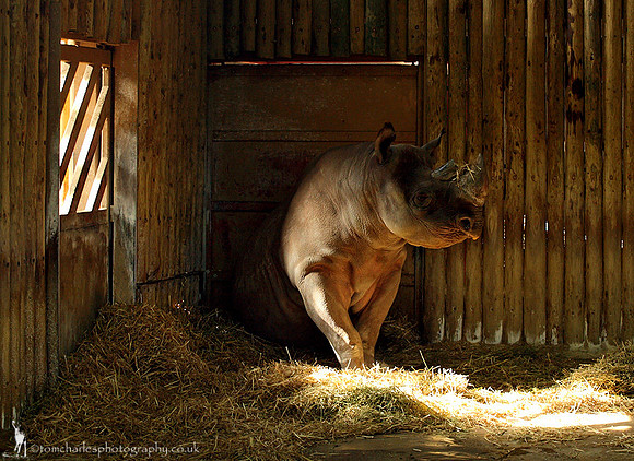 Black Rhinoceros