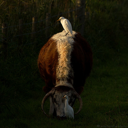 Perching Cattle Egret