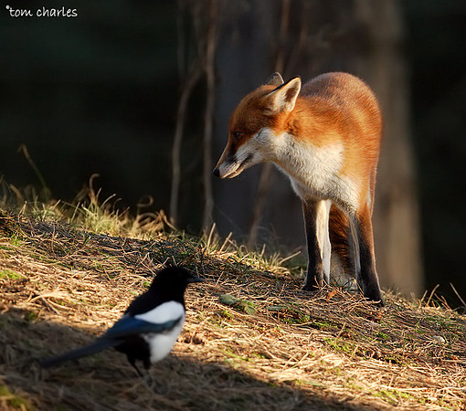 'Not So Oblivious'