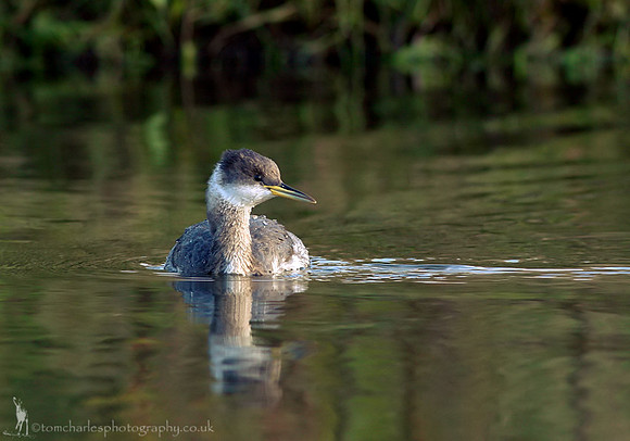 Red-Necked Grebe