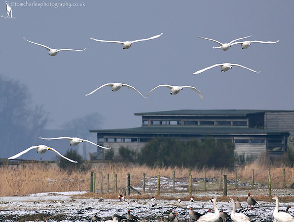 Whooper Swans