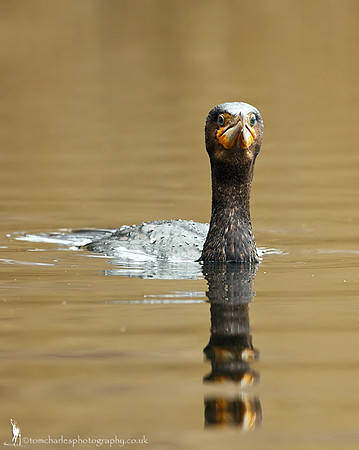 Cormorant