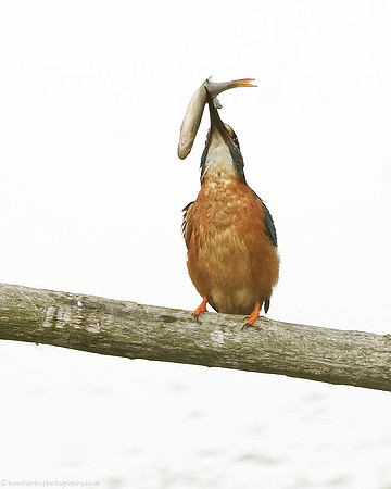 Kingfisher - male (3)