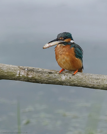 Kingfisher - male (4)