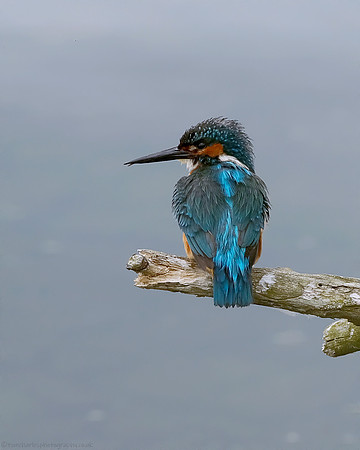 Kingfisher - male (2)