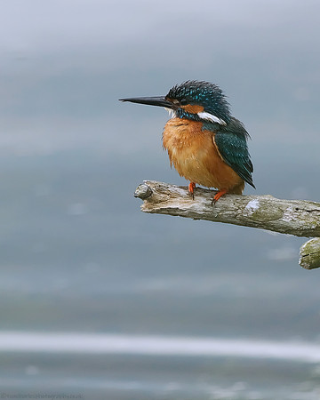 Kingfisher - male (1)