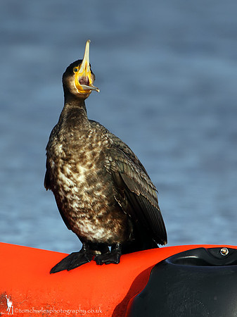 Cormorant
