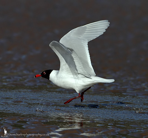 Mediterranean Gull
