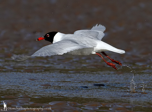 Mediterranean Gull