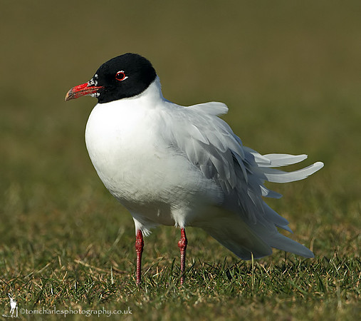 Mediterranean Gull