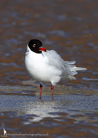 Mediterranean Gull