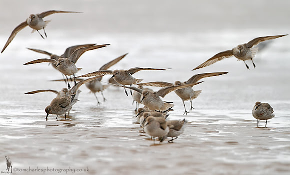 Knot Landing