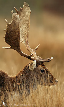 Fallow Deer Stag