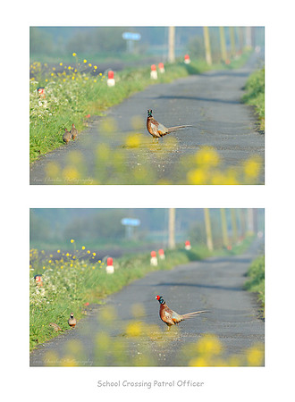 School Crossing Patrol Officer