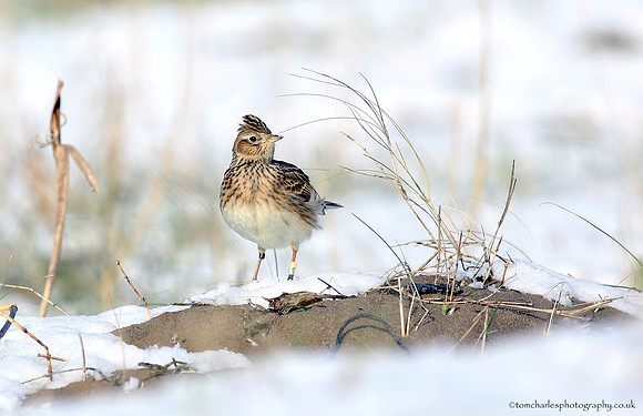 Skylark - Bird Ringing: The Obsession