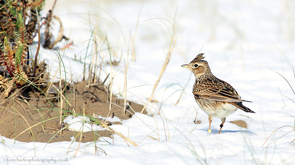 Skylark