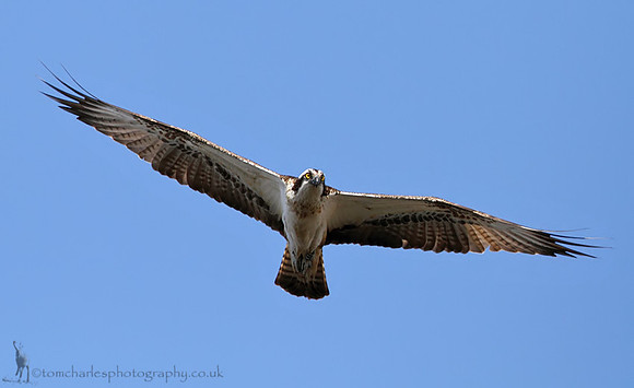 Osprey
