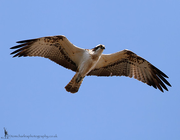 Osprey