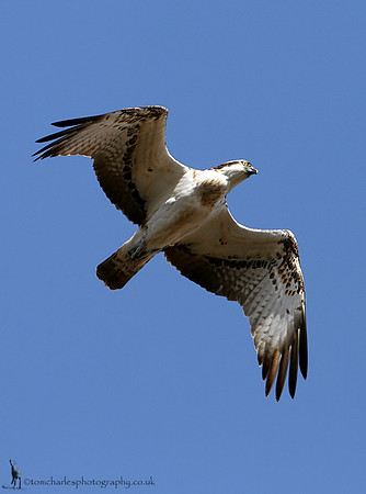 Osprey