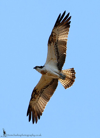 Osprey