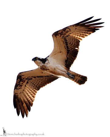 Osprey