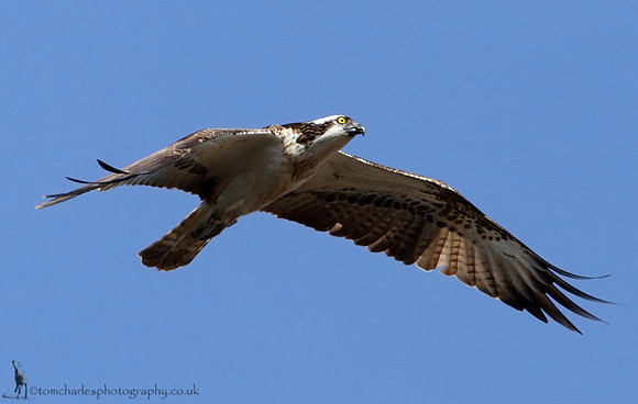 Osprey