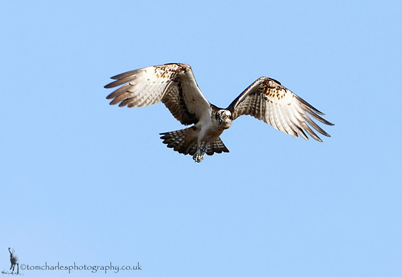 Osprey