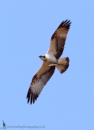 Osprey with Fish