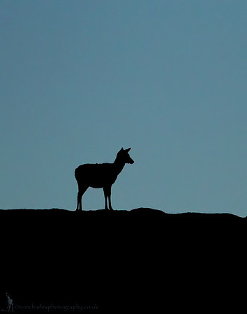 Evening Deer