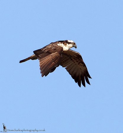Osprey