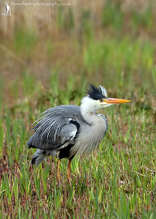 Grey Heron