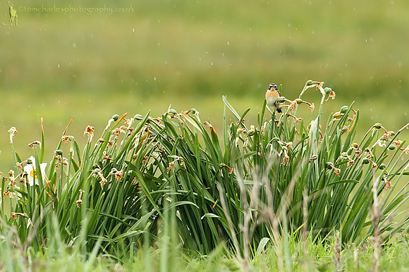 'Old Daffs, New Chats'