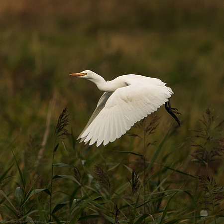 Cattle Egret - 2