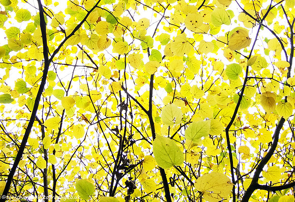 Yellow Speckle