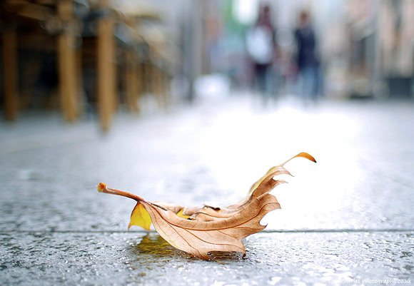 Another Quietly Falls