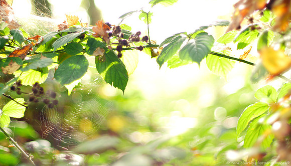 Under Light and Leaf