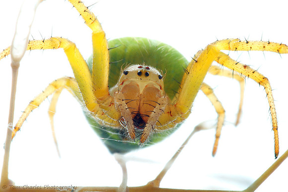Green Orb-Weaver Spider