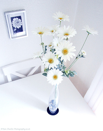 Table-top Daisies