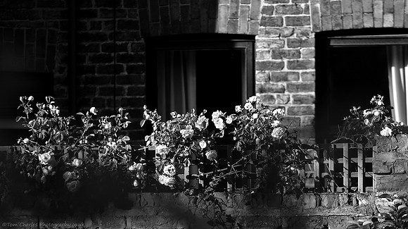 Wall Flowers