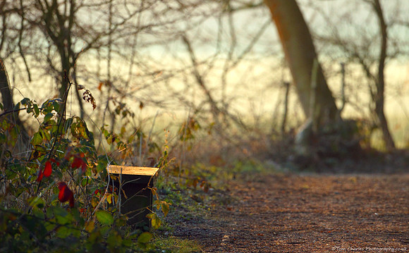 Pondering Bench