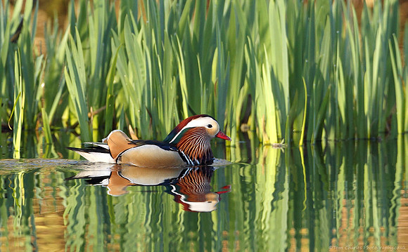 Mandarin Mirror
