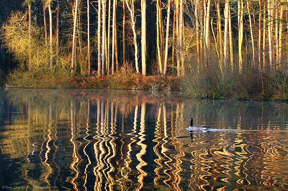 Woodland Ripple
