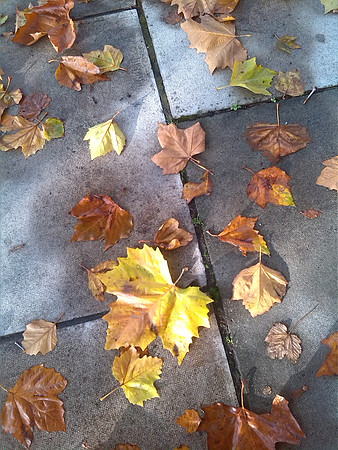 Fallen