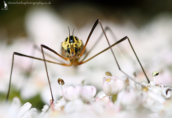 Tiger Crane Fly