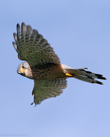 Kestrel - male (2)