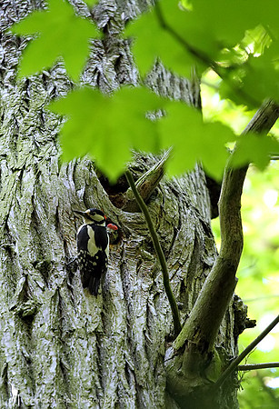 Great Spotted Woodpecker and Juvenile