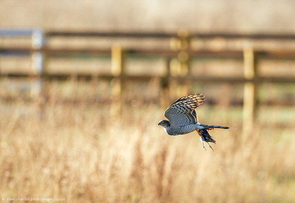 Sparrowhawk and Prey (Snipe)