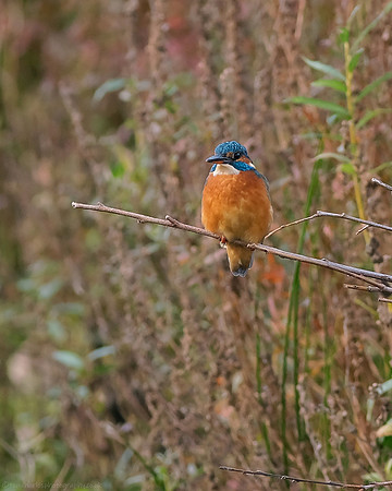 Kingfisher - female
