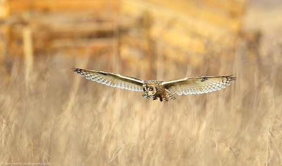 Golden Hunt